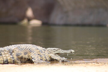 crocodile