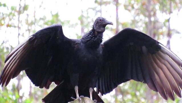 Black Vulture/Coragyps atratus/urubu de cabe&ccedil;a preta
The black-headed vulture is a large bird found in several regions of South America. It has predominantly black plumage, with a distinctive black fe