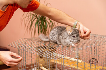 Grey chinchilla is sitting on the cage indoors