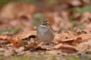 White-throated Sparrow foraging in the leaf litter