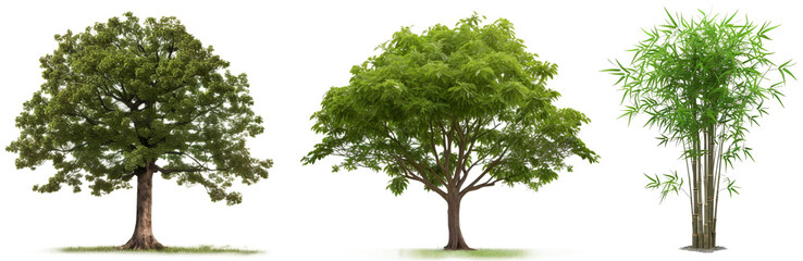 Collection of trees isolated on transparent background, Generative Ai