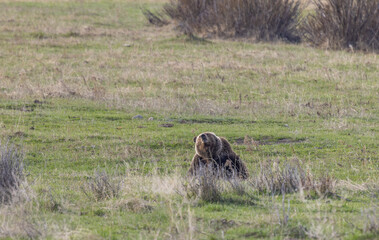 Grizzly Bear in Yellowstone National Park in Springtime