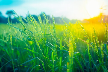 Close-up of a large field of rice