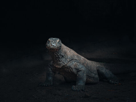 Komodo dragon is on the ground. Interesting perspective. The low point shooting. Indonesia. Komodo National Park.