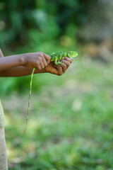 hand holding a lizard