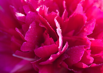 Felix Supreme peony. A beautiful ruby-red peony, packed with petals. Close up. Very detailed macro.
