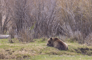 Grizzly Bear in Yellowstone National Park in Springtime