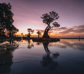 The Mangroves of Walakiri Beach, Sumba Island, Indonesia during sunset and low tide in soft light. Called Dancing trees.