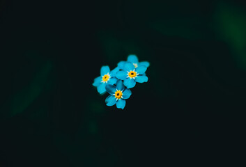 The minimalistic composition features a few solitary blue forget-me-not flowers blooming amidst a dark foliage backdrop in the evening. Simplicity, serenity, and elegance. Springtime.