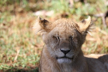 Portrait of a grown-up lion cub squinting from the sun