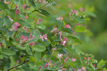 Decorative flowering shrub Lonicera tatarica or Tatarian honeysuckle in spring