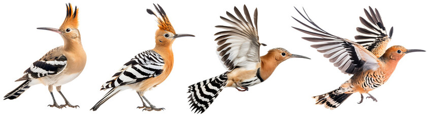  Set of hoopoe bird flying and sitting isolated on transparent background PNG. AI generative.