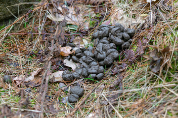 The litter of a forest deer or a moose on the grass in the spring forest.