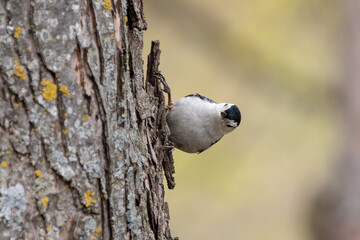 A sideways nuthatch.  White Breasted Nuthatch (Sitta carolinensis) are able to cling to bark and go down trees upside down.  This one was seemingly attached horizontally