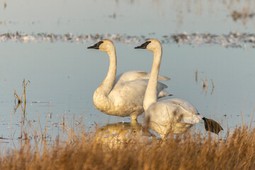 A consummate pair, Trumpeter Swan (Cygnus buccinator) couple. Large white water birds taking solace in each other and the refuge of the wetland. It is a place of rest and safe harbor