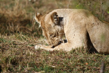 Grown-up lion cub nibbling at his paw and squinting in the sun, a close-up