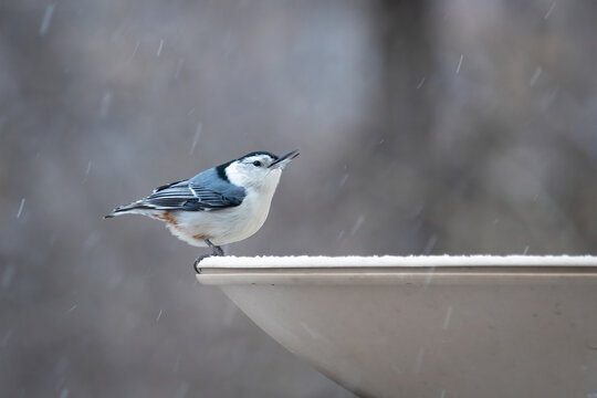 Winter's Resident, a White Breasted Nuthatch (Sitta carolinensis). Creeper species lands on a heated birdbath, a welcome spot for water and warmth in a cold winter snow flurry