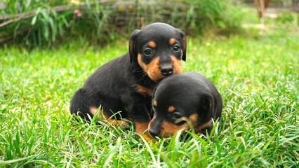 Two black little dachshund puppies on the green grass.