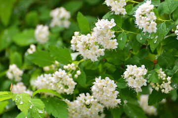 Spirea chamaedryfolia blooms profusely in the spring