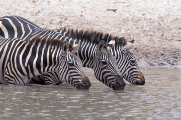 Fototapeta na wymiar Three Zebras drinking at a waterhole