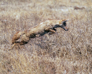 Golden Jackal jumping on a Bush Rat 
