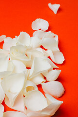 White Rose Petals Adorning a Vibrant Red Background