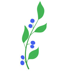 Simple flat flower stem with blue round  berries and green leaves