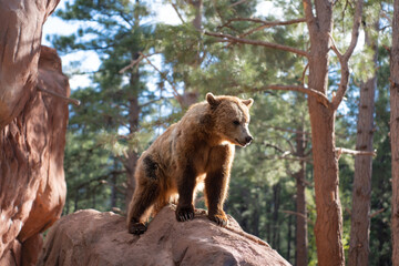 Grizzly bear in Bearizona Wildlife Park, Williams, Arizona, USA. 
