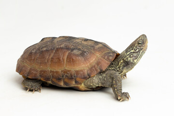 The razor-backed musk turtle (Sternotherus carinatus) isolated on white background - obrazy, fototapety, plakaty