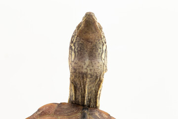 The razor-backed musk turtle (Sternotherus carinatus) isolated on white background