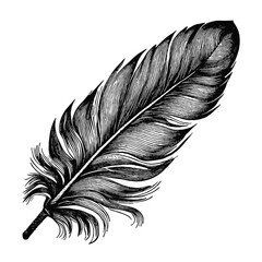 feather vintage vector sketch