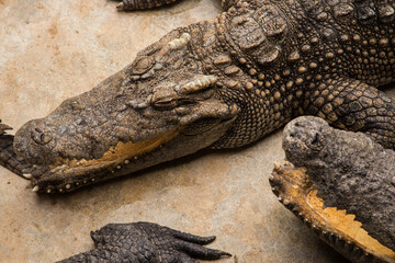 Crocodiles bask in the sun. Crocodiles in the pond. Crocodile farm. Cultivation of crocodiles.Crocodiles gathered for feeding, they are waiting for food.