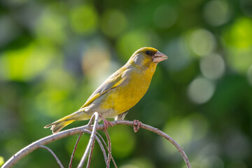 European greenfinch (Chloris chloris) on a small twig on a green background with rings. A small European bird.