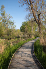 Fototapeta na wymiar A boardwalk surrounded by vegetation through a marsh trail in Pelee National Park in spsringtime in Ontario