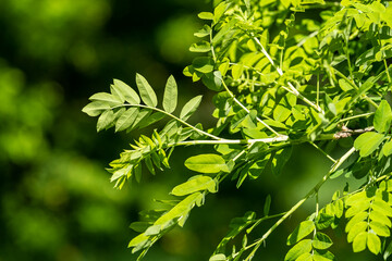 bright green young shoots and leaves of yellow acacia,Caragana arborescens