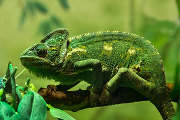 Green lizard on a branch