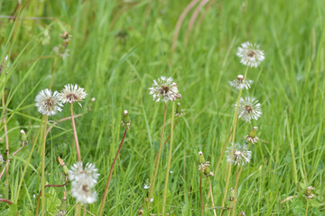 Rain wet white dandelions in a meadow