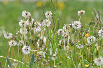 Rain wet white dandelions in a meadow