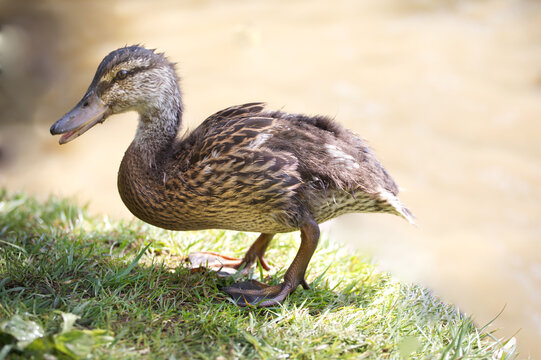 Close up duckling by a pond, profile view, creamy background
