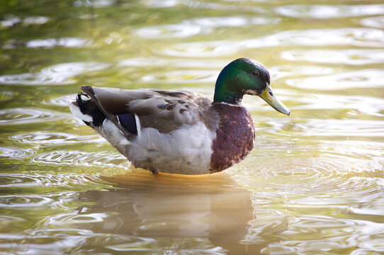 Beautiful mallard duck on the lake, profile view, bokeh reflections on water 