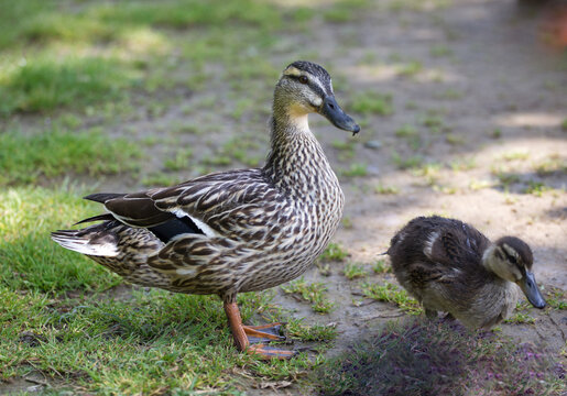 Mallard mother duck and duckling, standing by a pond