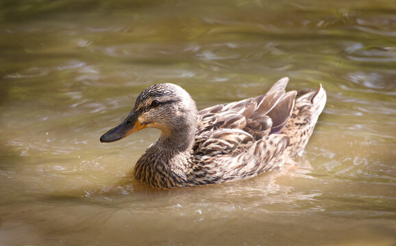 Beautiful mallard duck in the water, peaceful stylish dreamy image, reference image