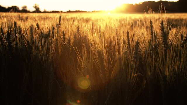 4K clip of wheat or barley field blowing in the wind at sunset or sunrise
