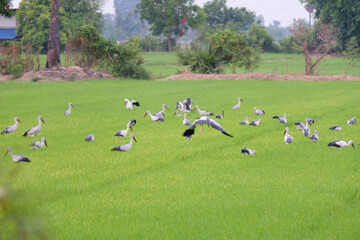 rice fields with flocks of birds.