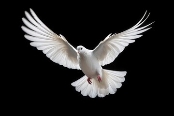 Fototapeta na wymiar White dove flying isolated on black background and Clipping path. freedom on international day of peace concept - Generative AI