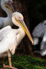 Portrait of a Great White pelican on a dark background. Pelecanus onocrotalus.