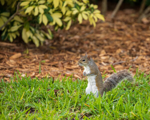 Squirrel in green grass close up
