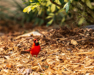 Male red cardinal with caterpillar in it's mouth