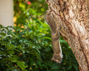 Squirrel hanging from a tree