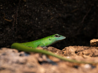 green lizard on a branch